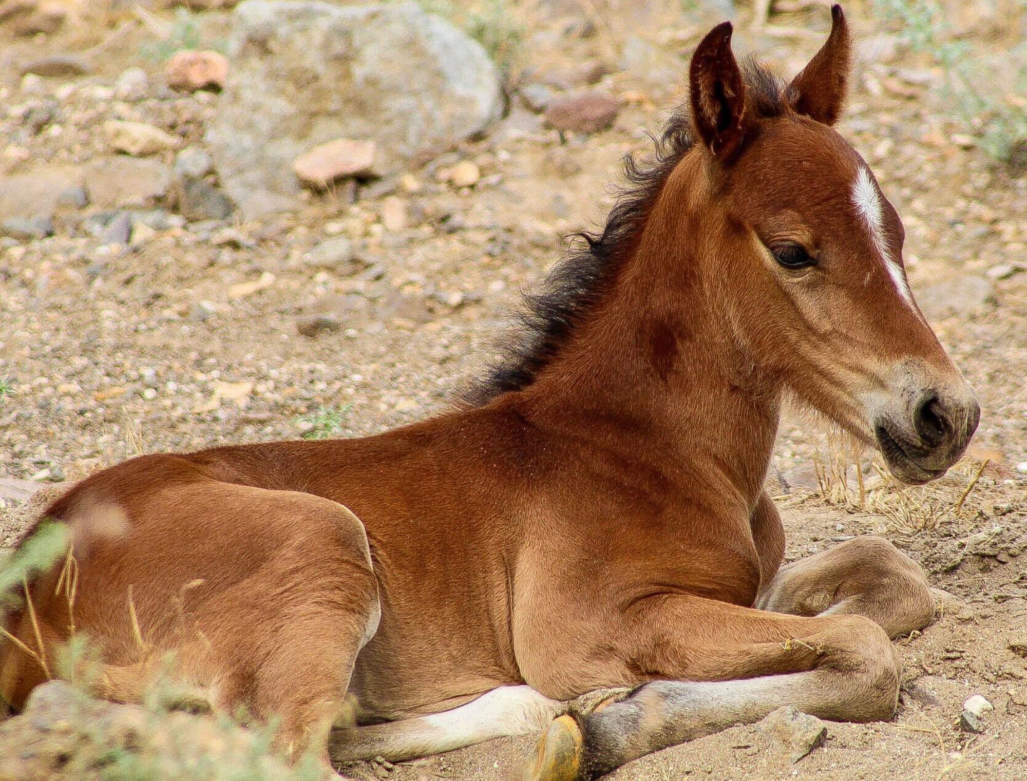 Wild Horse Rescue baby foal