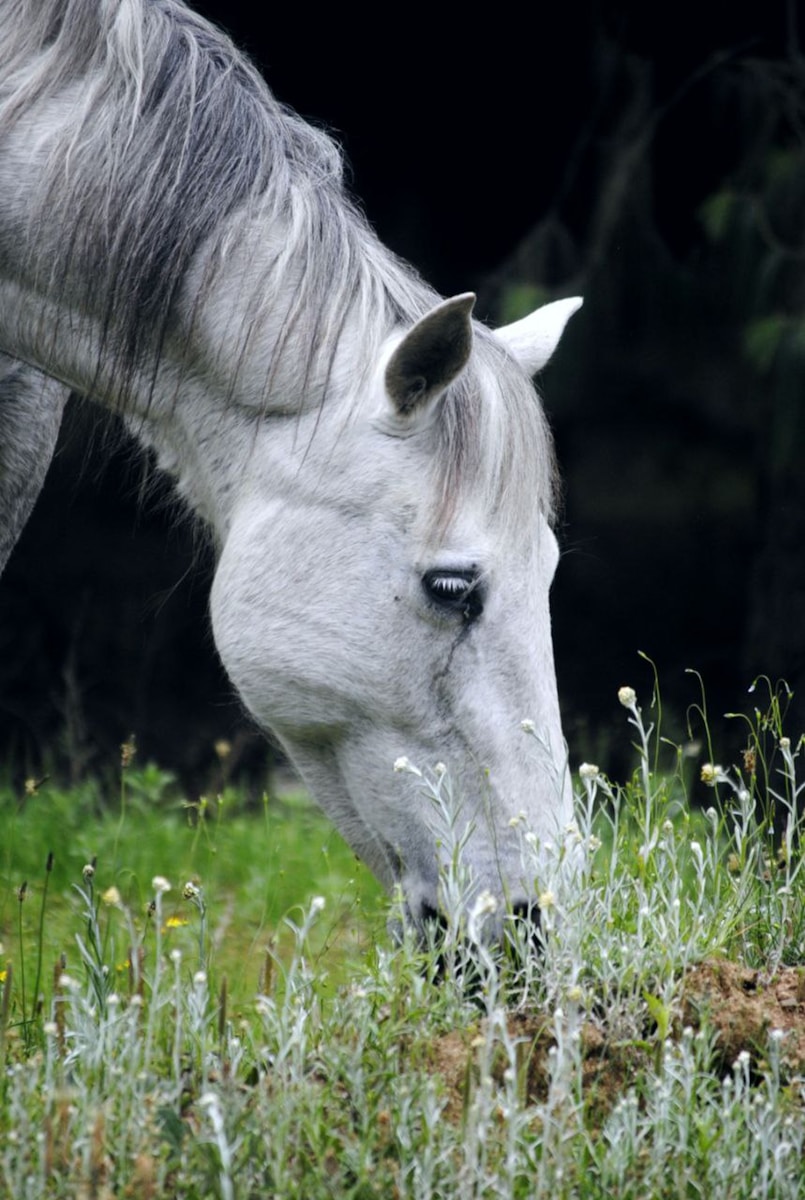 a horse eating grass