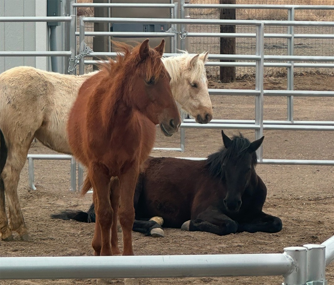 Creedence, Bella and Smokey