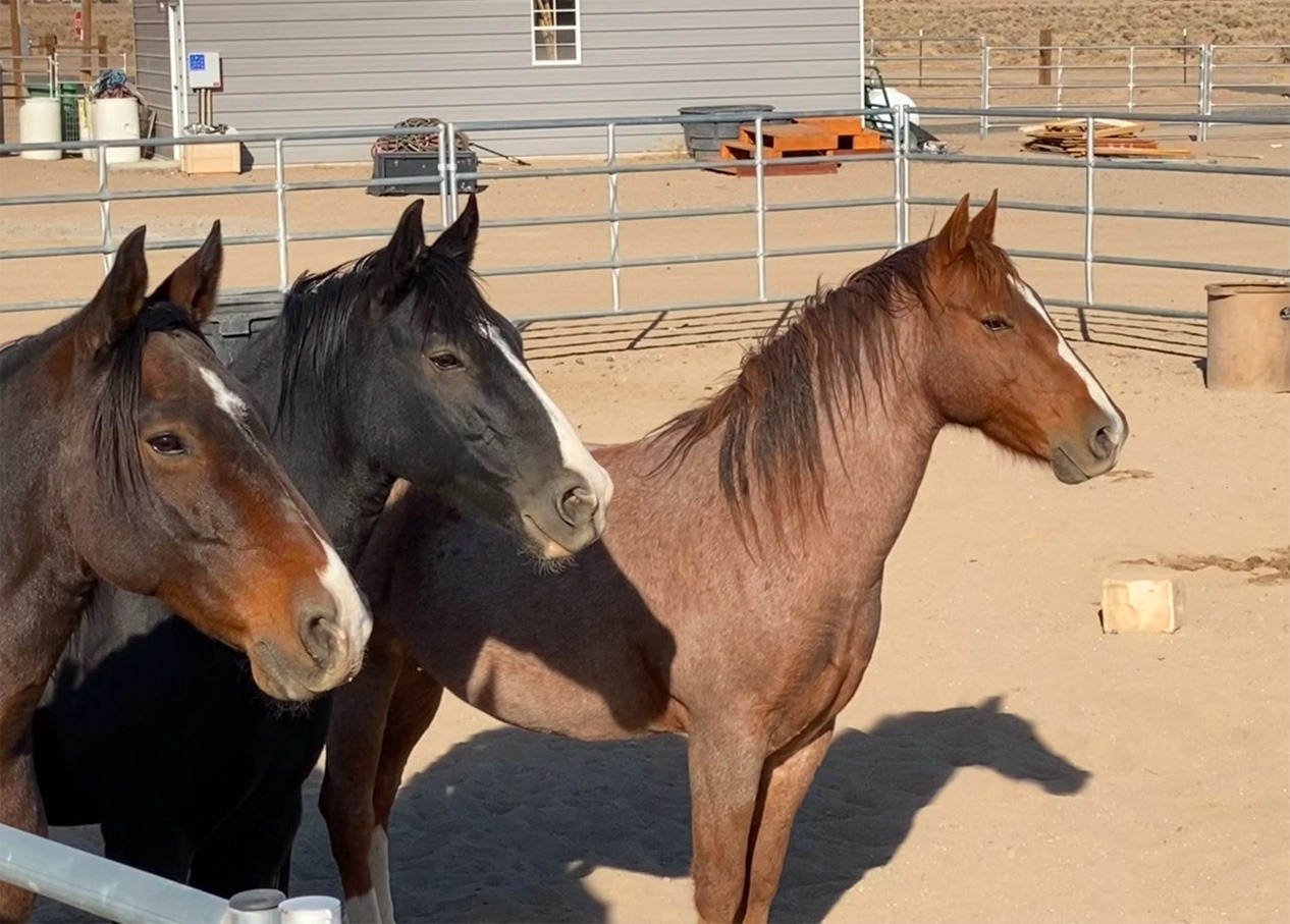 Knight, KingCo and Peanut