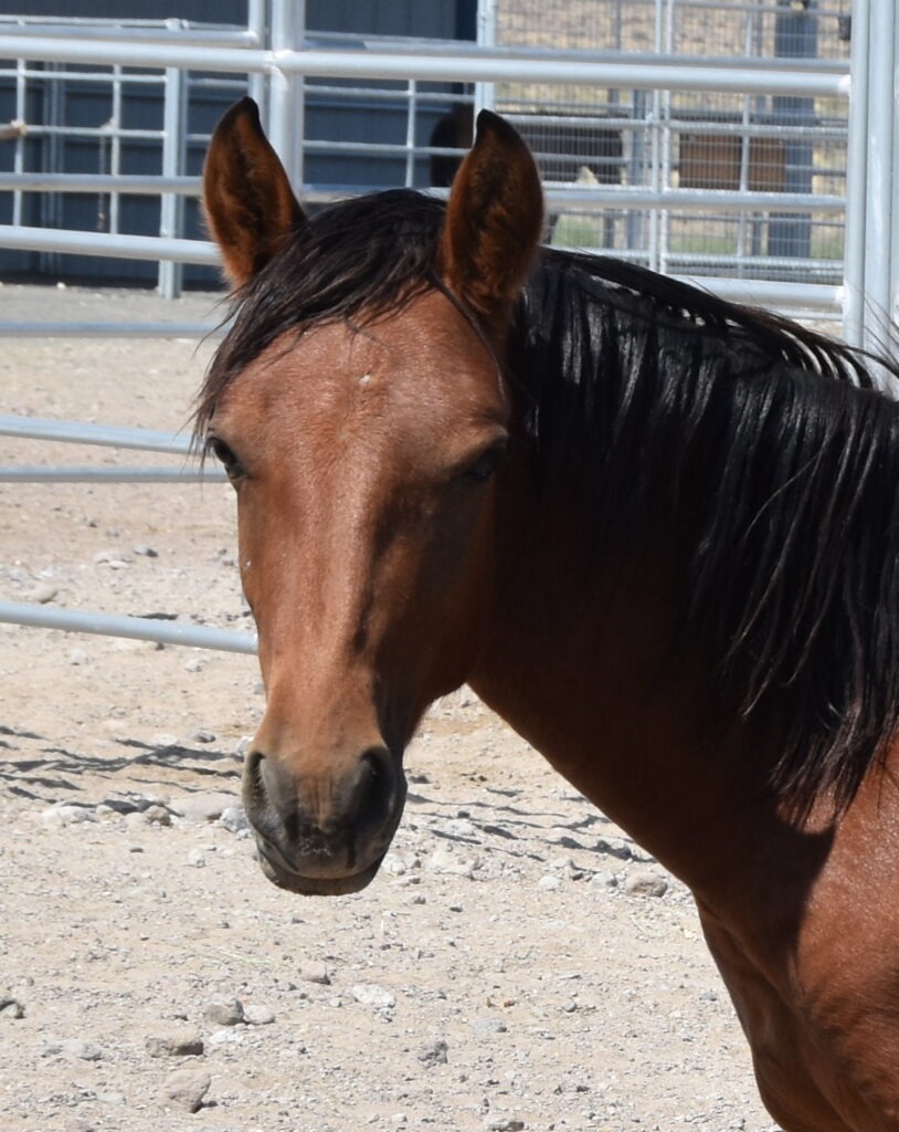 Close up picture of Verlander