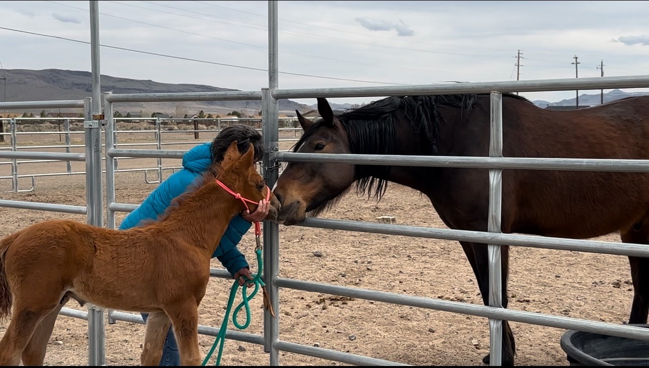 A person gently interacts with a foal at a horse ranch, while a mare observes nearby, highlighting the bond between them.