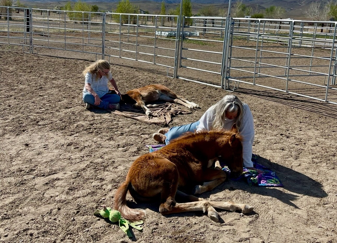 Two women interact gently with young foals in a sandy enclosure, highlighting their bond and care in an equine environment.