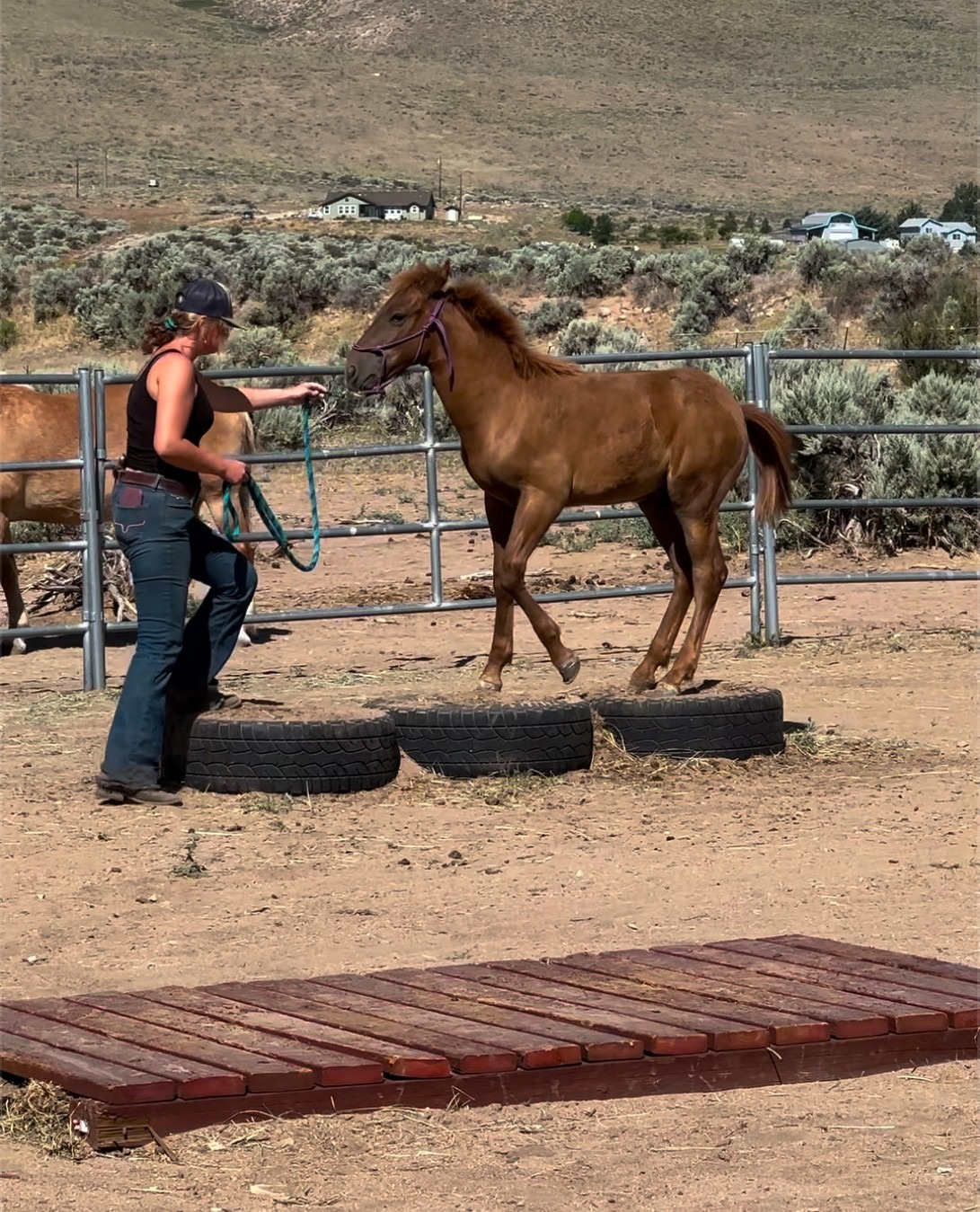 A trainer leads a young horse over rubber tires in an outdoor corral, focusing on developing the horse’s confidence and skills.