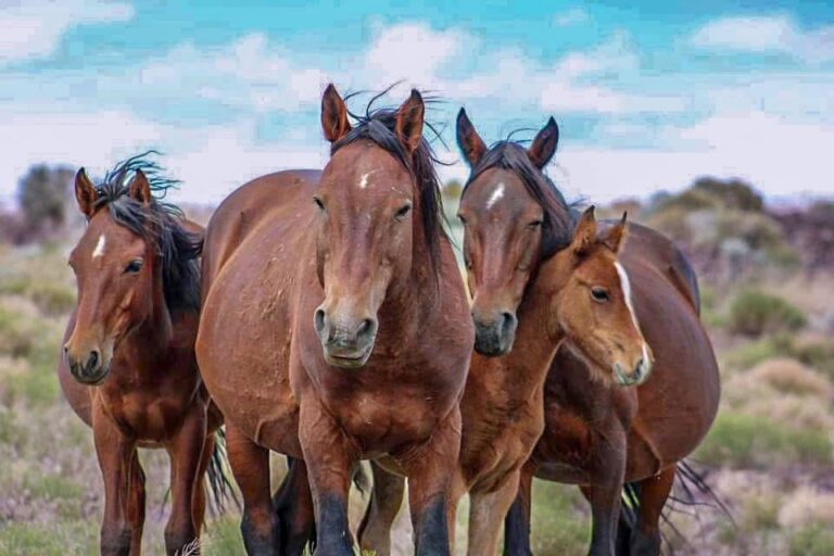 Wild horses roam freely in their natural habitat, showcasing their strength and beauty in the open wilderness.